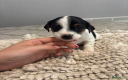 Jack Russell dogs for sale: 5 Beautiful miniature Short legged Jack Russell’s  - Image 5