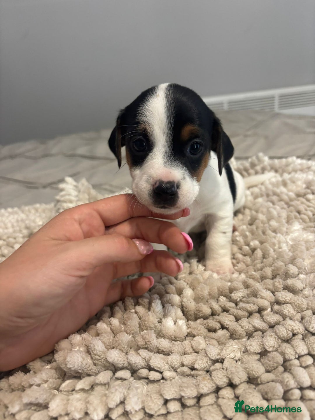 Jack Russell dogs for sale: 5 Beautiful miniature Short legged Jack Russell’s  - Image 5