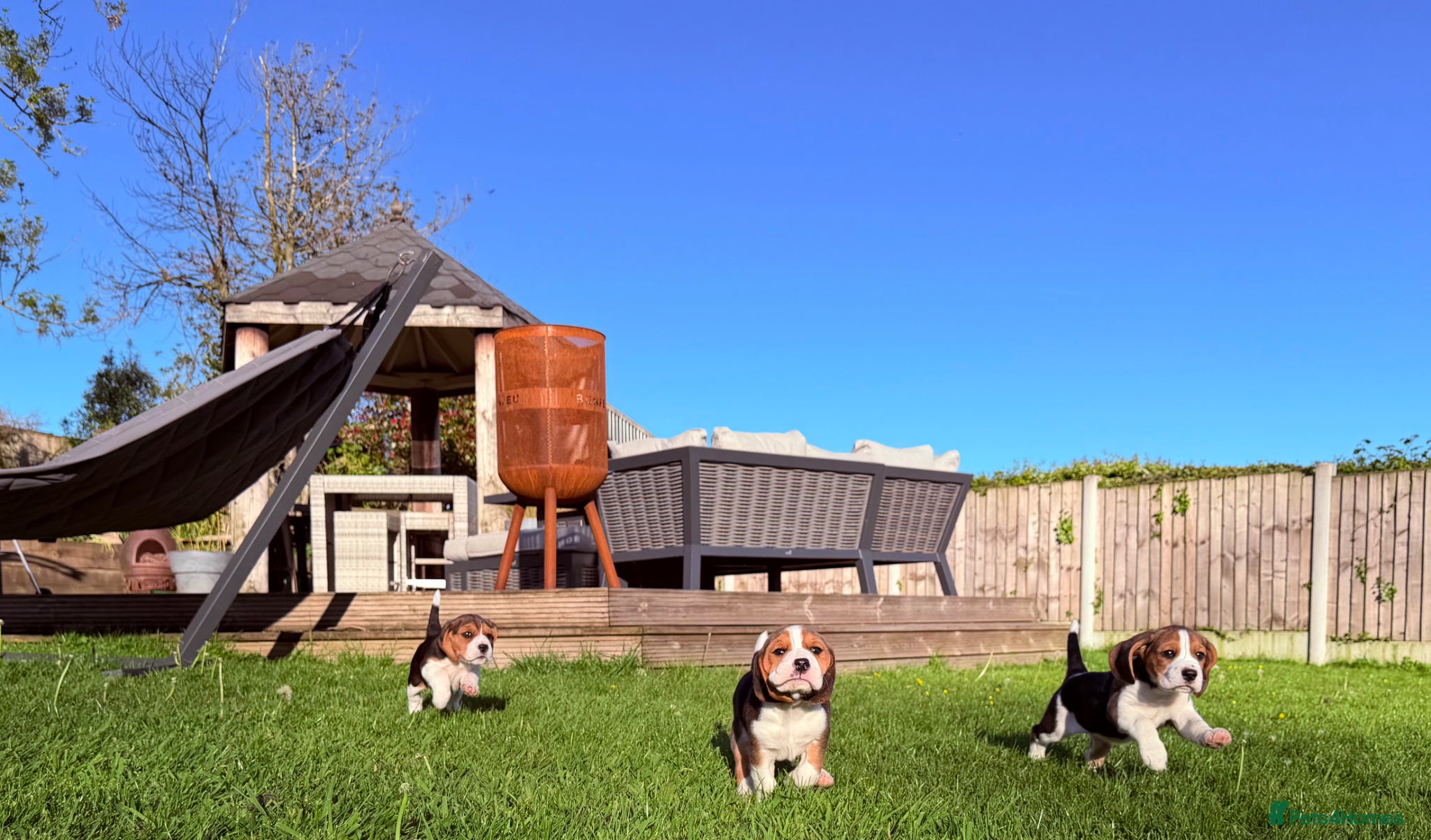 Beagle dogs Stunning KC girl available ready to leave! - Advert 2