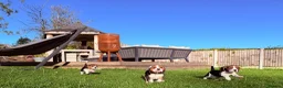 Beagle dogs for sale: Stunning KC beagles leave this weekend! - Advert 1