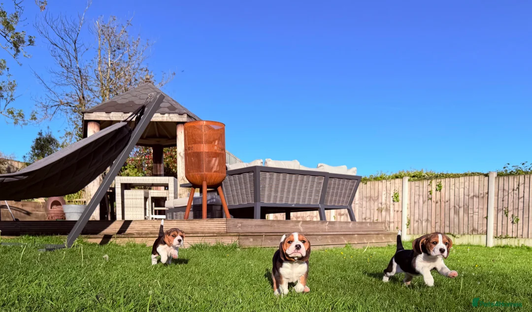 Beagle dogs for sale: Stunning KC beagles leave this weekend! - Advert 1