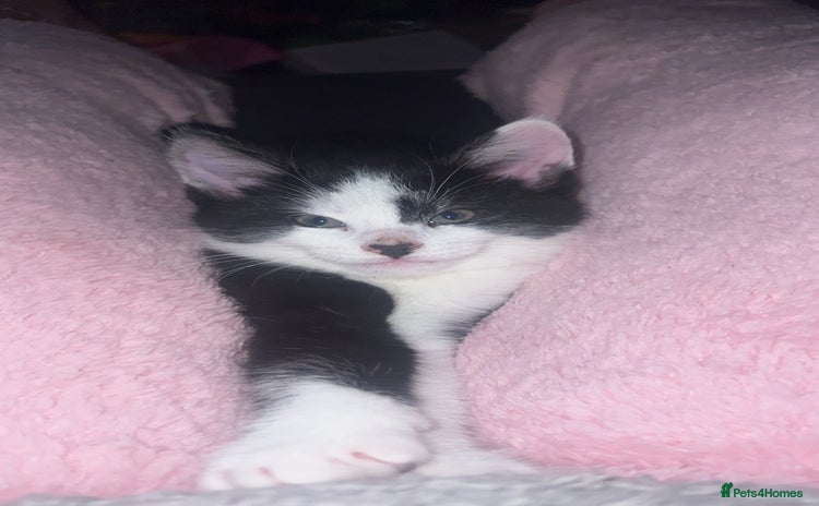 Maine Coon cats Kittens for sale  - Advert 7