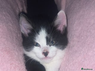 Mixed Breed cats Maine coon mix for sale - Advert 12