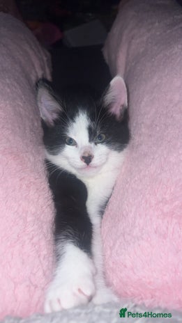 Maine Coon cats Kittens for sale - Advert 7