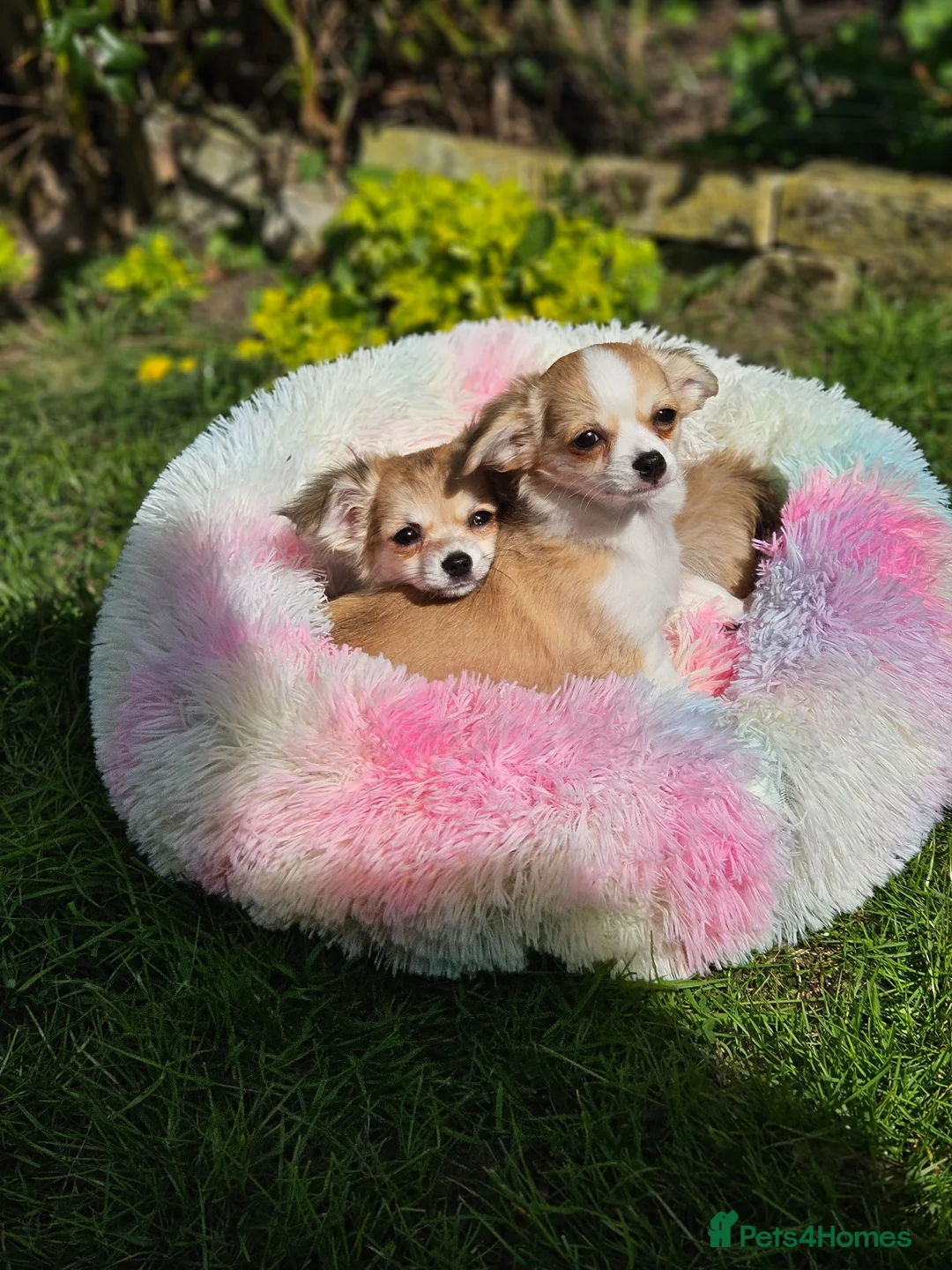Chihuahua dogs for sale: Gorgeous KCReg. Longcoat Chihuahua Puppies  - Advert 2