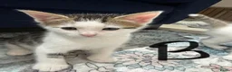 Bengal cats for sale: Bengal X kittens  in Bristol - Advert 28
