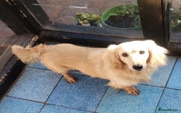 Dachshund dogs for adoption: SEBASTIAN, a Lovely Boy - for a Loving Home - Image 2