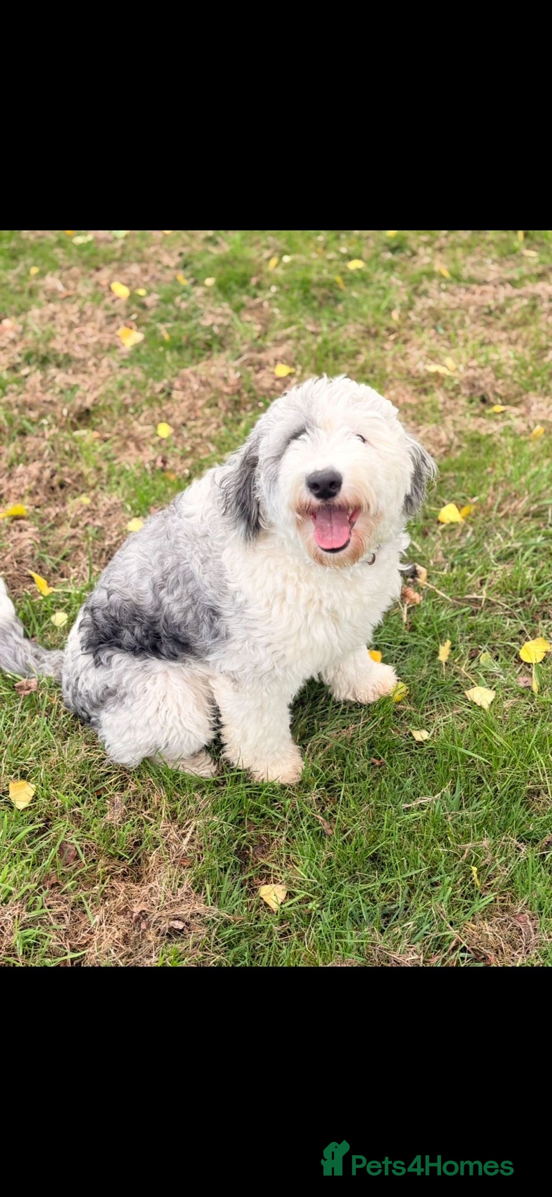 Sheepadoodle dogs for sale: Gorgeous sheepadoodle female  - Advert 4