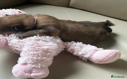 Pomeranian dogs for sale: Gorgeous Pomeranian Puppies, 2 Boys and Two Girls - Image 6