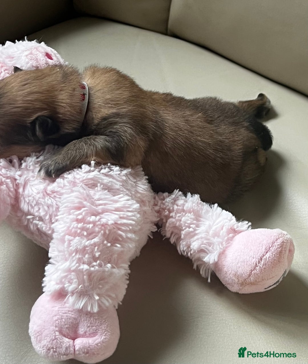 Pomeranian dogs for sale: Gorgeous Pomeranian Puppies, 2 Boys and Two Girls - Image 6