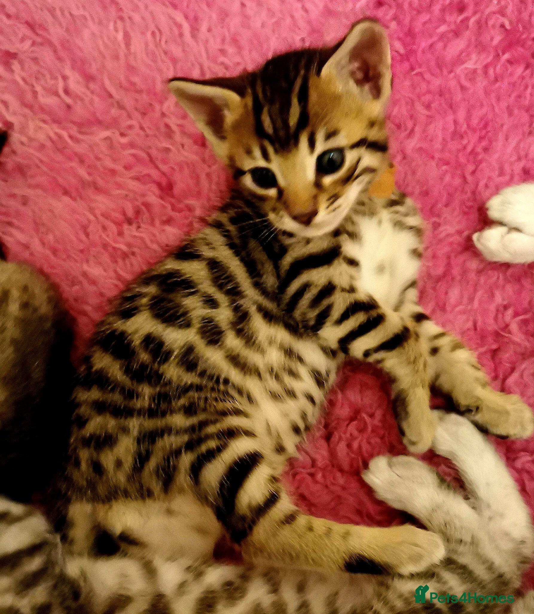 Bengal cats Beautiful Snow, Silver and Brown Bengal Kittens - Advert 2