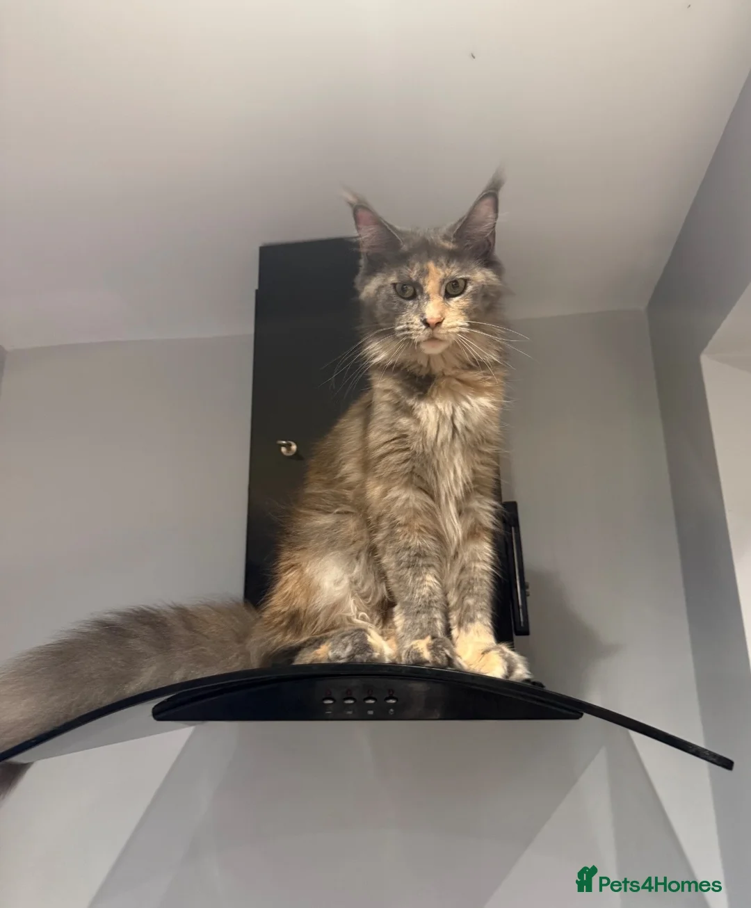 Maine Coon cats for sale: Maine coon blue / grey boy TICA  in Bury Saint Edmunds - Advert 3