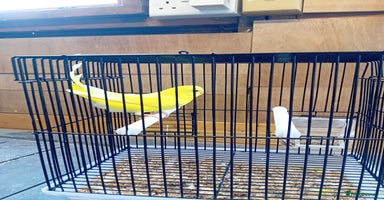 Budgerigars birds - Advert 3