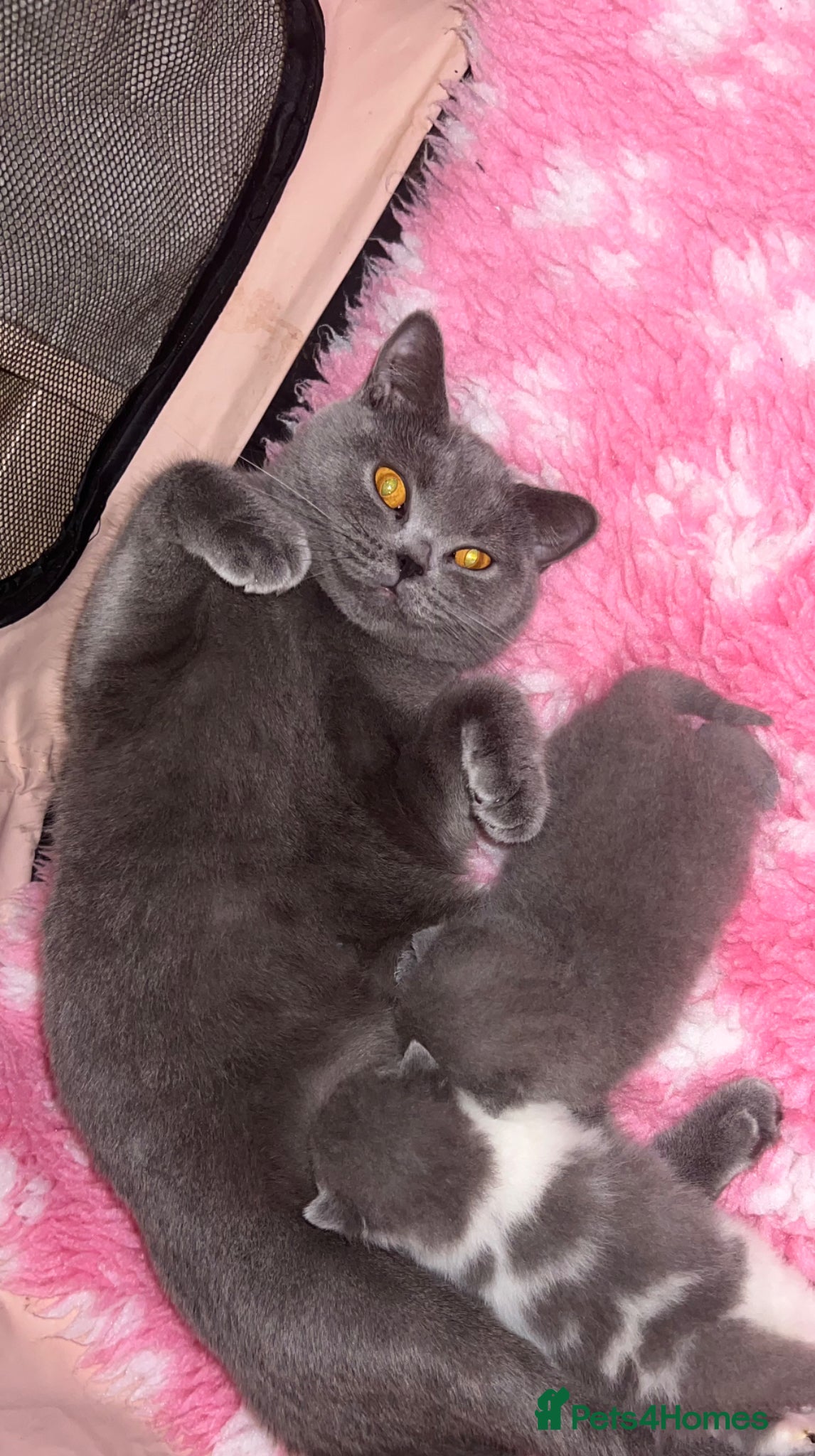 British Shorthair cats     Beautiful BSH Kittens GCCF Reg,Champion Sired  - Advert 1