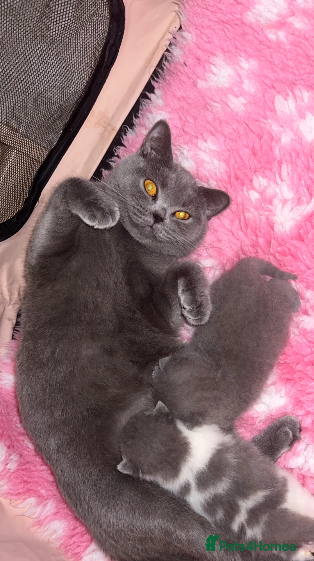 British Shorthair cats for sale:     Beautiful BSH Kittens GCCF Reg,Champion Sired  in Wolverhampton - Advert 1