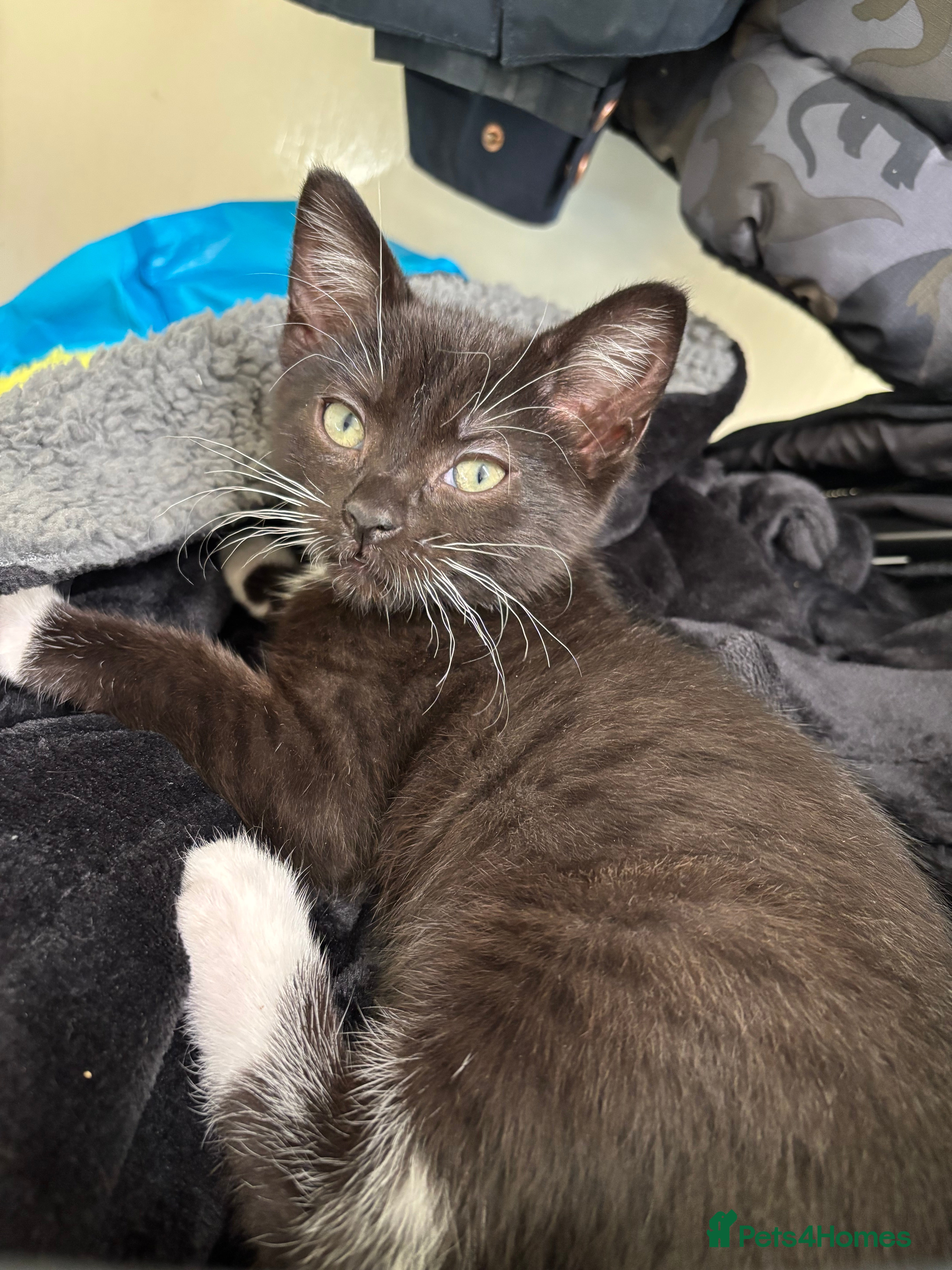 Mixed Breed cats Ragdoll x dsh kittens - READY NOW - Advert 1