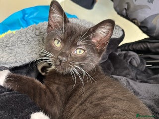 Mixed Breed cats Ragdoll x dsh kittens - READY NOW - Advert 1