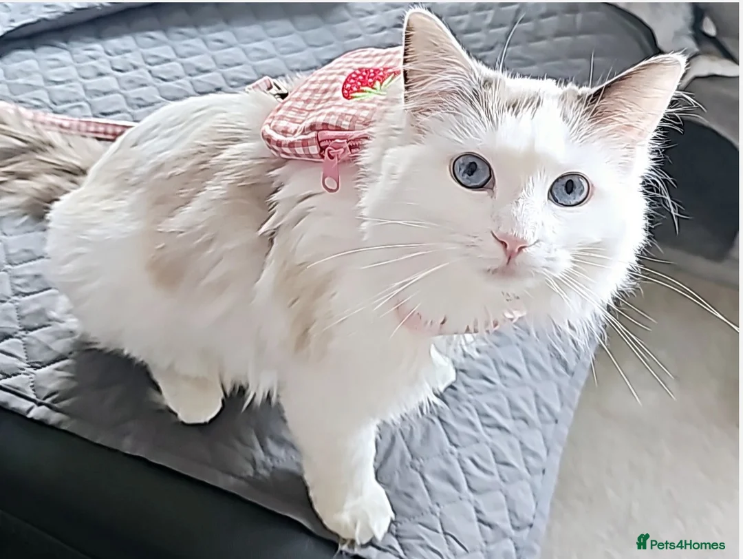 Ragdoll cats for sale: Freya Sweet and Calm Companion - Advert 4