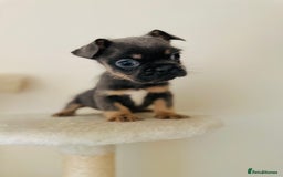 Mixed Breed dogs for sale: 3 gorgeous pups ready now - Image 1