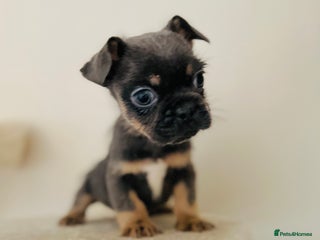 Mixed Breed dogs - Advert 1