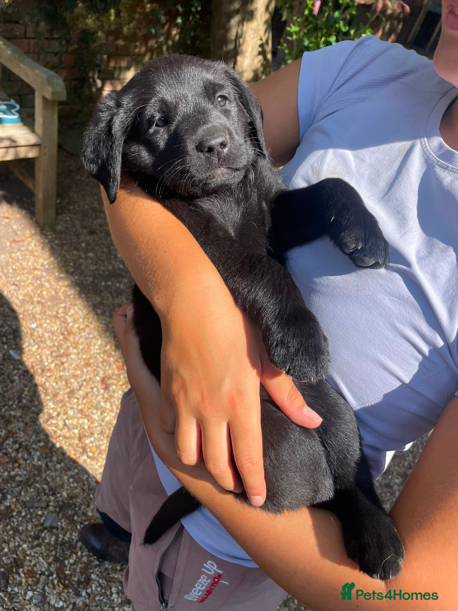 Labrador Retriever dogs Stunning Labrador Boy available 1st August   - Advert 4