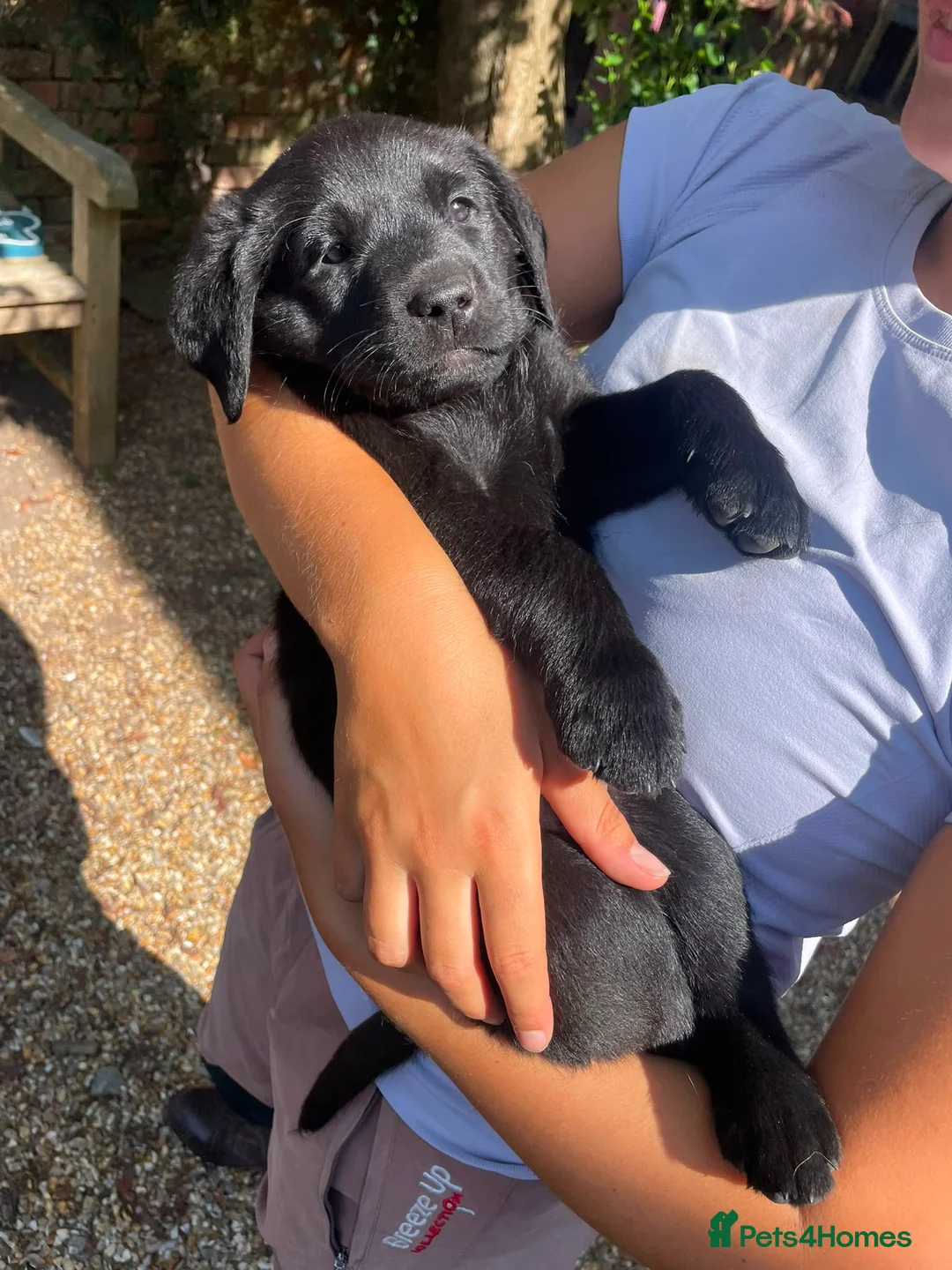 Labrador Retriever dogs for sale: Stunning Labrador Boy available 1st August   - Advert 1