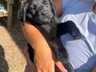 Labrador Retriever dogs Stunning Labrador Boy available 1st August - Advert 1