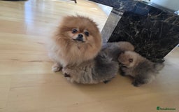Pomeranian dogs for sale: Cute little pomeranians - Image 16