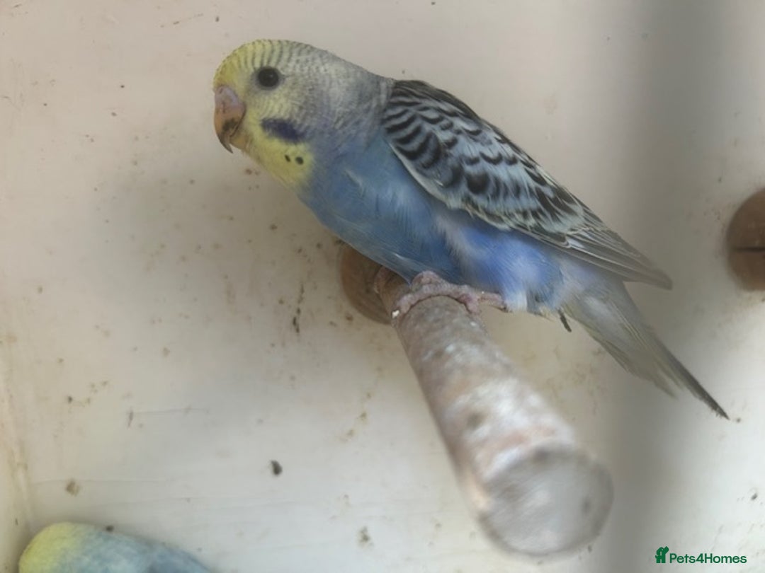 Budgerigars birds for sale: BUDGIES FOR SALE, all in good health - Image 4