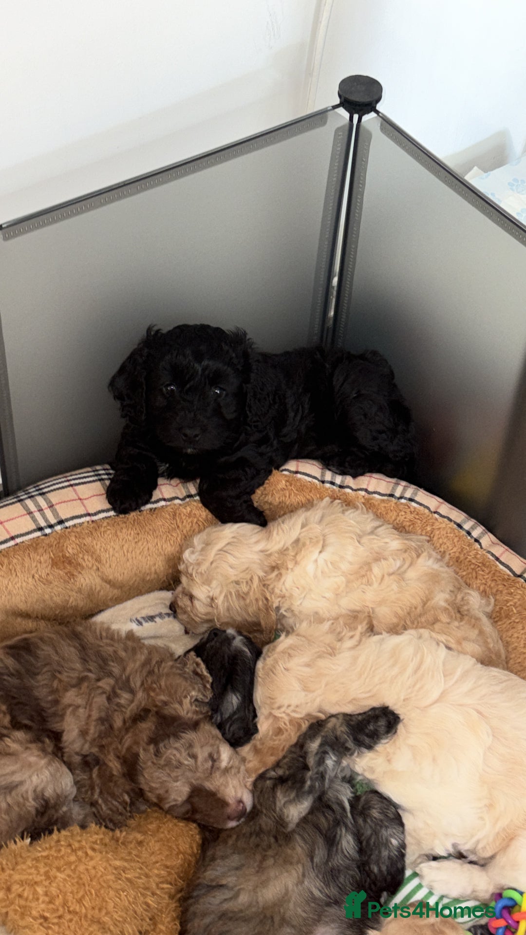 Cockapoo dogs for sale: Beautiful litter of cockerpoo puppies  - Advert 14