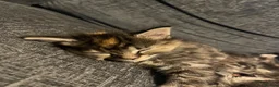 Mixed Breed cats for sale: Absolutely gorgeous Maine coon x kitten. - Advert 7