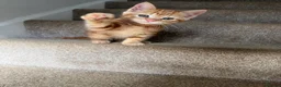 Mixed Breed cats for sale: Half ragdoll half Persian  - Advert 10