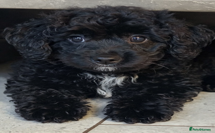 Miniature Poodle dogs Poodle x miniature last girl fully vaccinated  - Advert 9