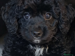 Miniature Poodle dogs Poodle x miniature last girl fully vaccinated - Advert 11