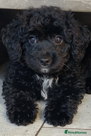 Miniature Poodle dogs Poodle x miniature last girl fully vaccinated - Advert 9