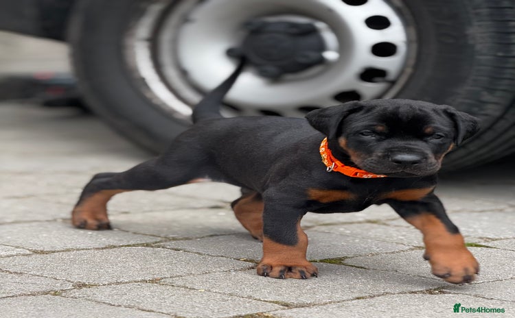 Dobermann dogs - Advert 4