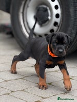 Dobermann dogs - Advert 2