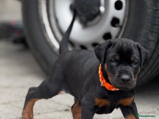 Dobermann dogs - Advert 5