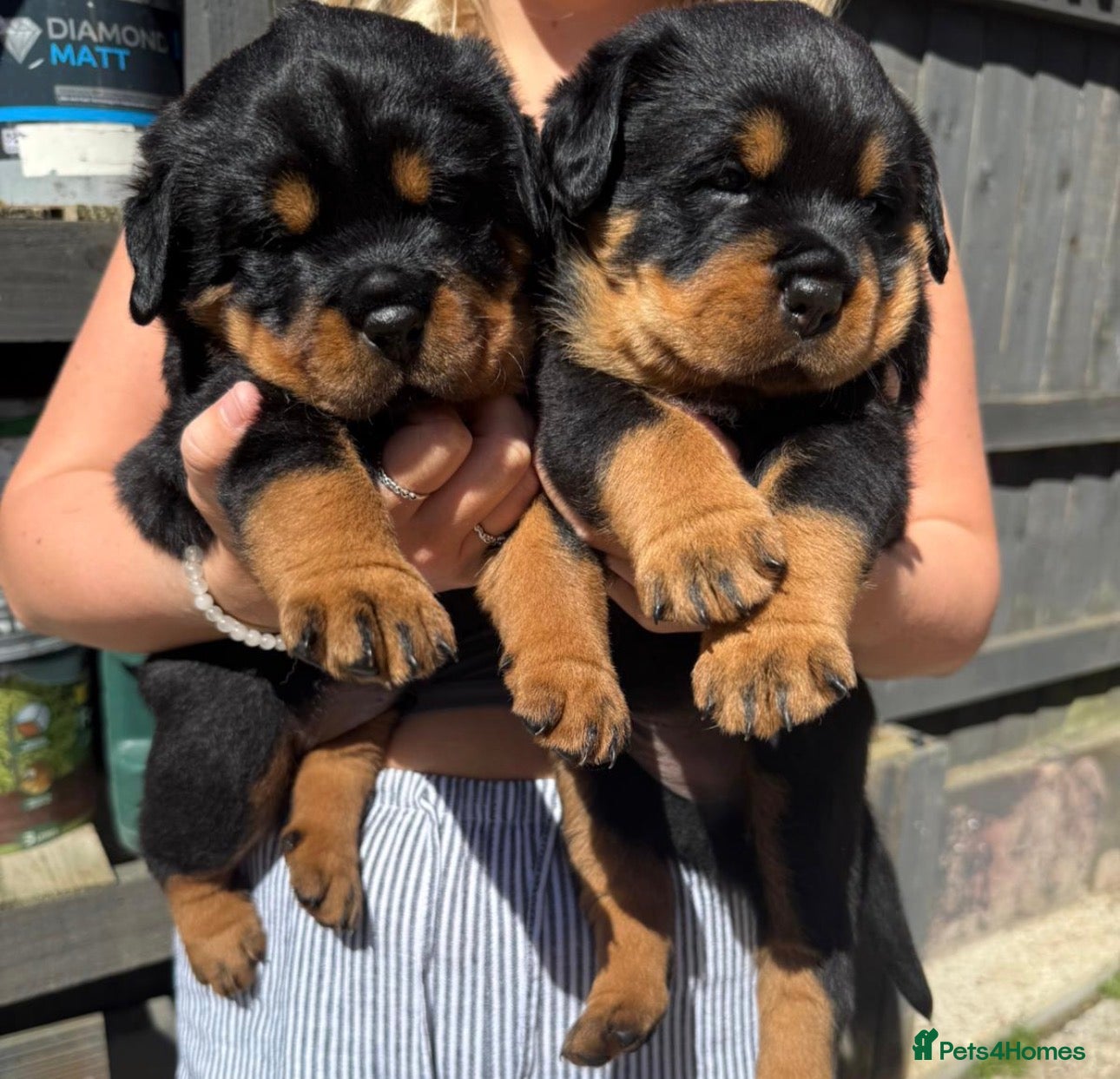 Rottweiler dogs Rottweiler Puppies  - Advert 4