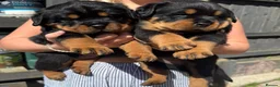 Rottweiler dogs for sale: Rottweiler Puppies  - Advert 3