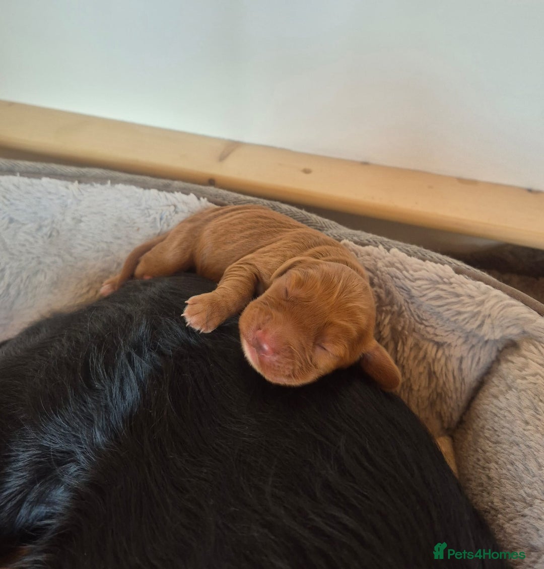 Cocker Spaniel dogs for sale: Beautiful and new - working cocker spaniel puppies - Advert 17