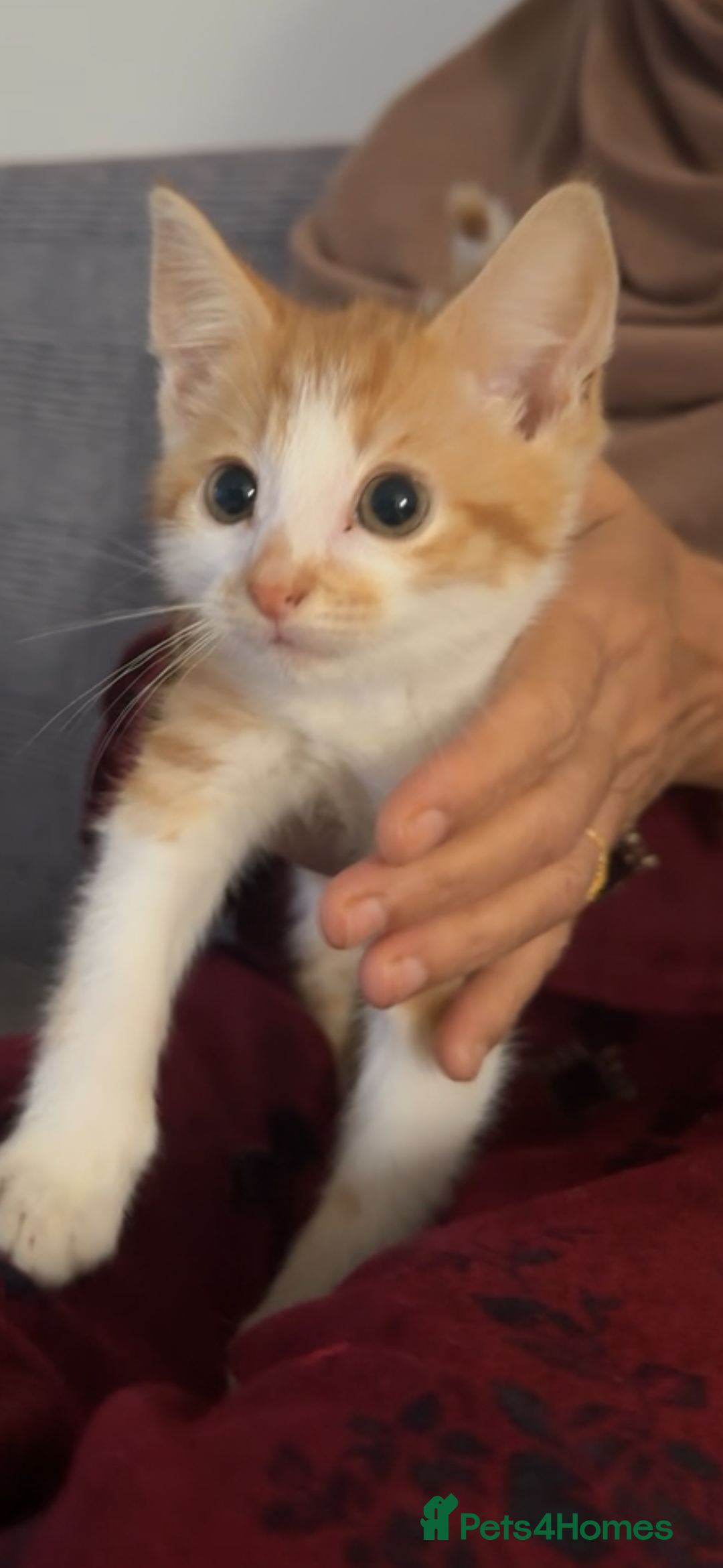 Mixed Breed cats for sale: Rare eyed kittens💚🩵🐱 - Advert 5