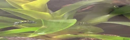 Frog reptiles for sale: Ranitomeya Variabilis Southern Froglets  - Advert 4