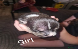 American Bully dogs for sale: Pocket bully - Image 8