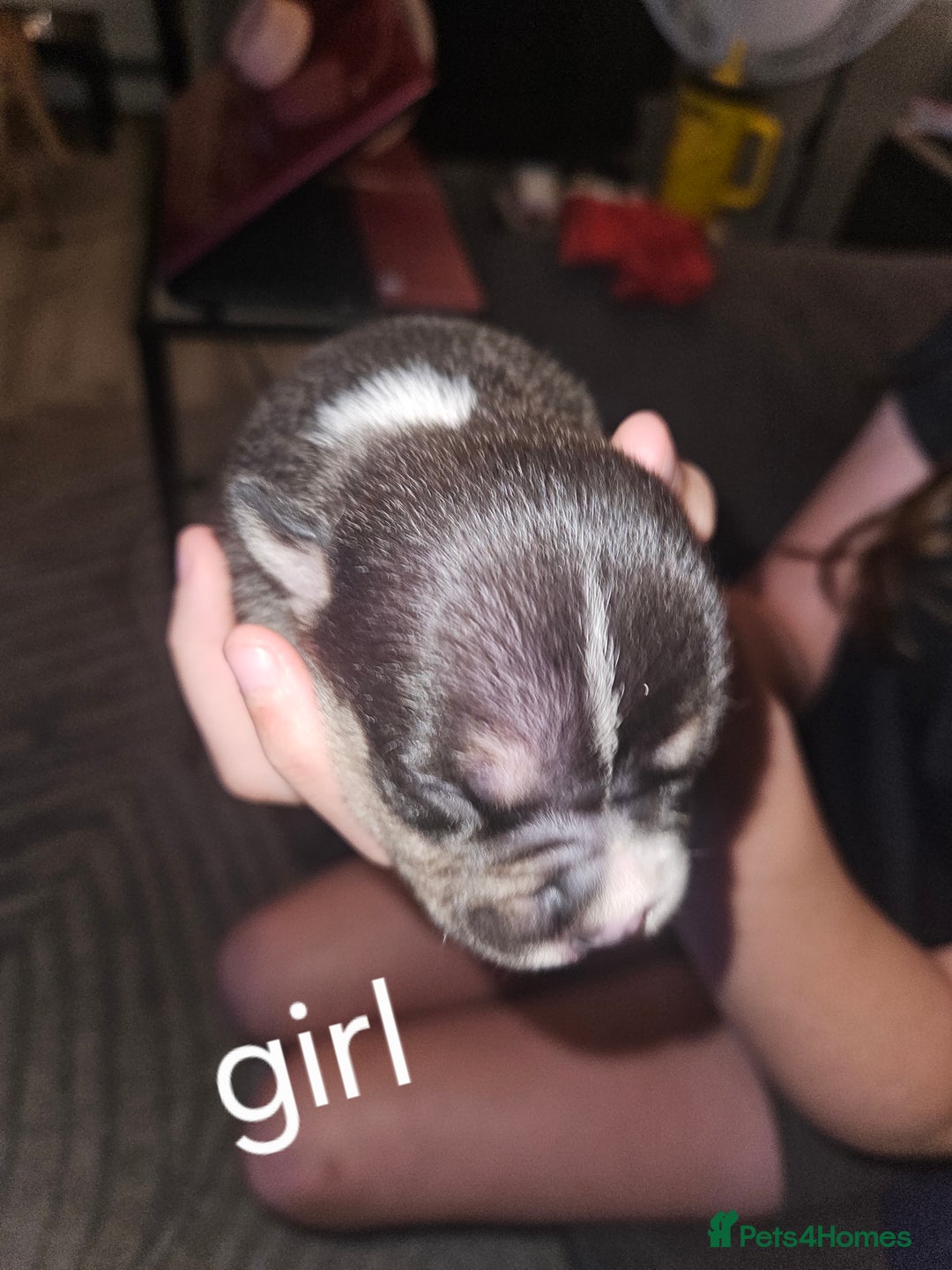 American Bully dogs for sale: Pocket bully - Image 8