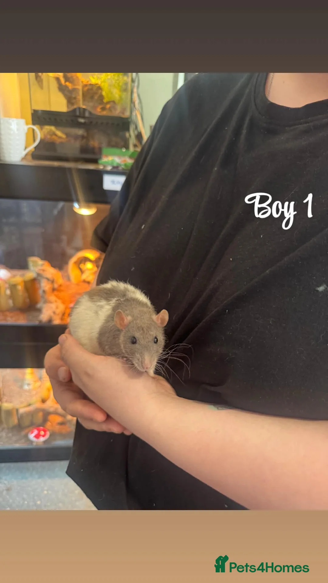 Rat rodents for sale: Baby rats  in Trowbridge - Advert 1