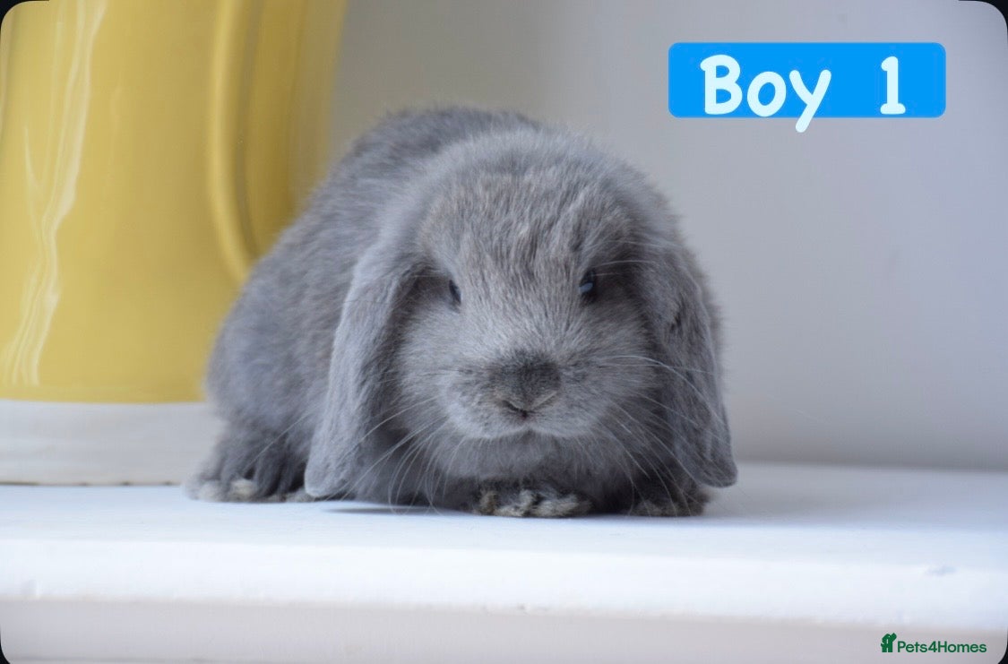Mini Lop rabbits Beautiful pure mini lop bunnies   - Advert 1