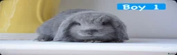 Mini Lop rabbits for sale: Beautiful pure mini lop bunnies   - Advert 1
