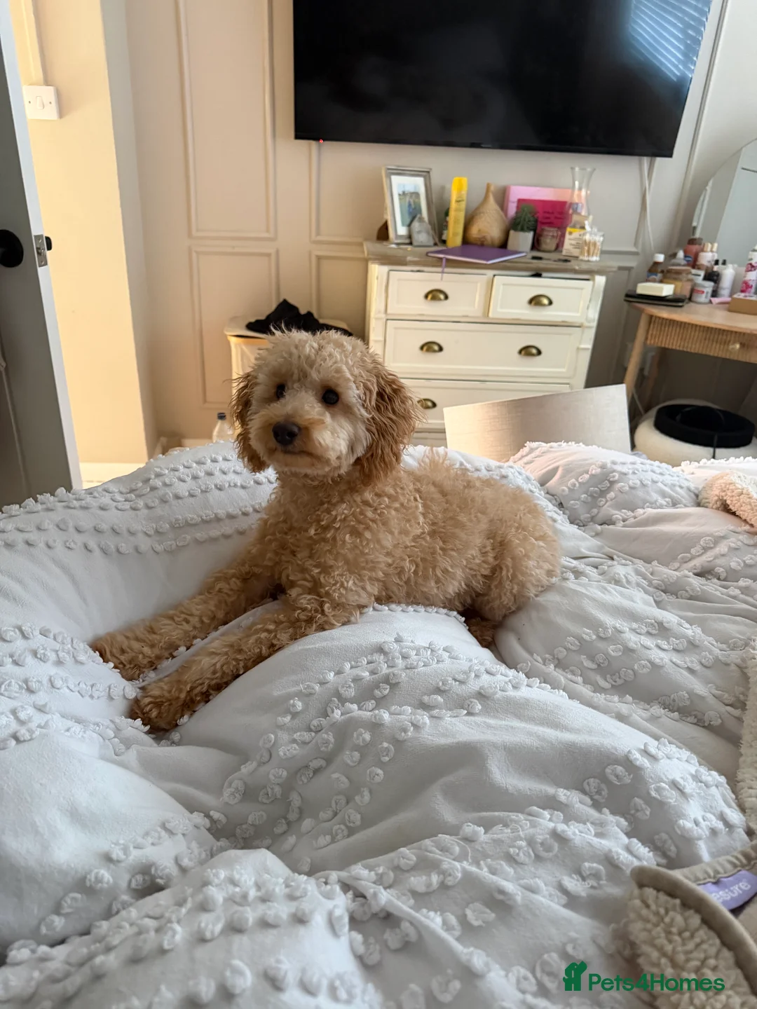 Toy Poodle dogs for sale: 7 month old male apricot toy poodle  - Advert 5
