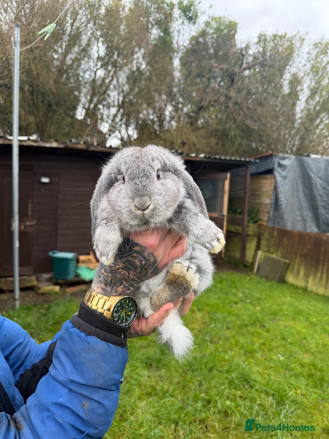 French Lop rabbits for sale: Giant French lops - Advert 3